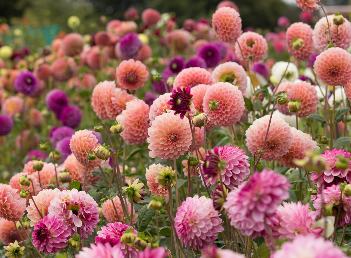 آیا می خواهید گل کوکب زودرس در باغ شکوفا شود؟  غده های خود را در اوایل بهار در داخل گلدان قرار دهید